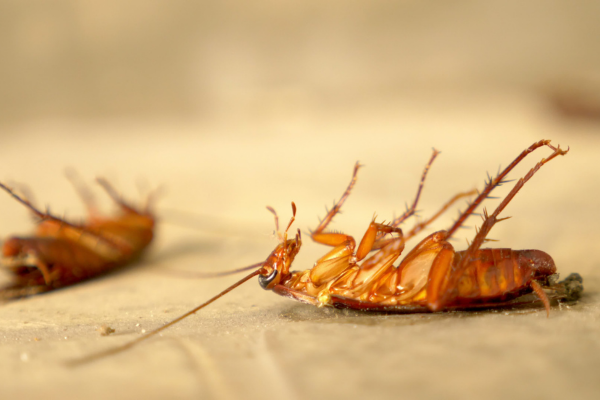 Dead cockroaches on floor.