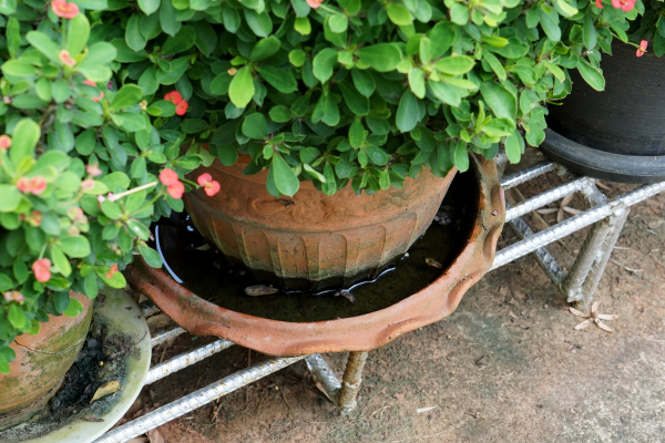 Pot filled with water.