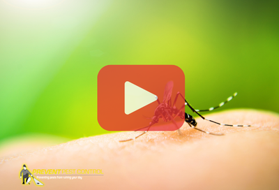 Close up of mosquito on hand. Red play buttom overlay and PPC logo.