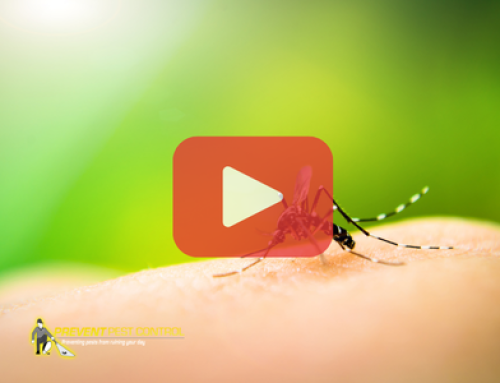 Mosquito Breeding Sites in Your Yard You Might Miss