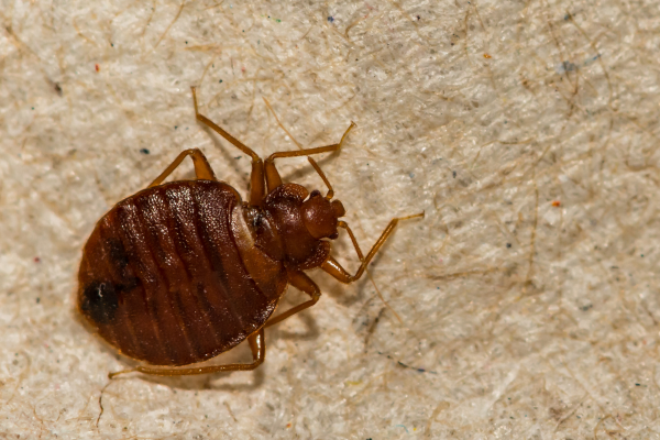 Close up of bed bug.