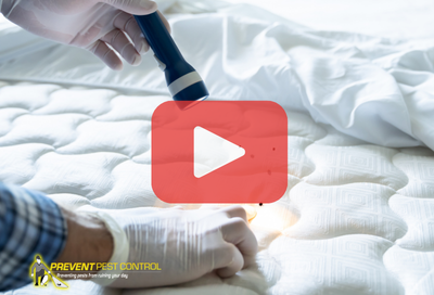 Person inspecting mattress for bed bugs. Red play button overlay and PPC logo.