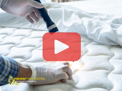Person inspecting mattress for bed bugs. Red play button overlay and PPC logo.