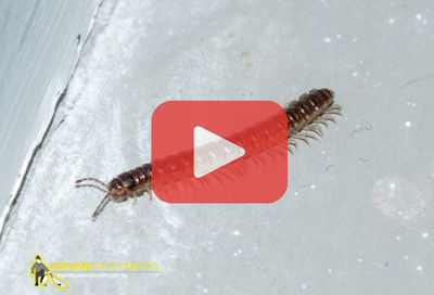 Close up of centipede. Red play buttom overlay and PPC logo.