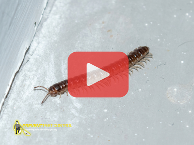Close up of centipede. Red play buttom overlay and PPC logo.