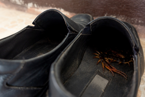 Centipede inside mens shoe.