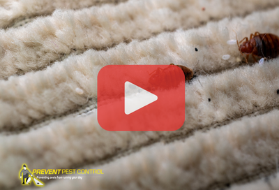 Close up of bed bugs on rug. Red play button overlay and PPC logo.