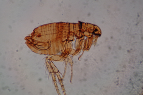 Close up of flea.