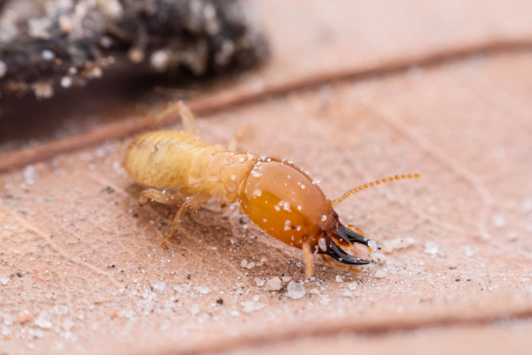 Termite close up.