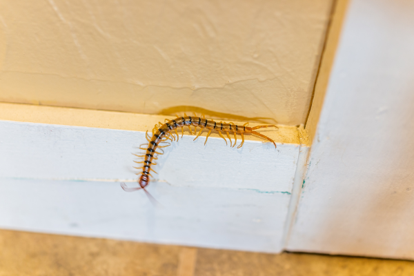 Centipede on floor.