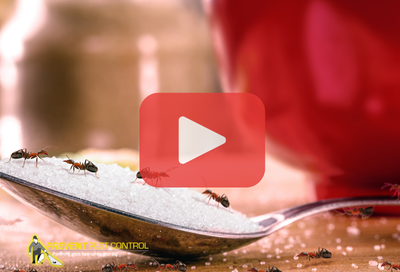 Close up of spoon full of sugar and cup with ants.