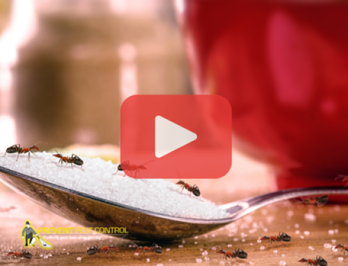 Why Restaurants Fail Inspections Over Pests