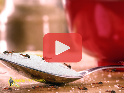 Close up of spoon full of sugar and cup with ants.