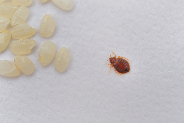 Close up of bed bug.
