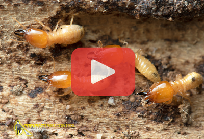 Close up of termites. Red play buttom overlay and PPC logo.