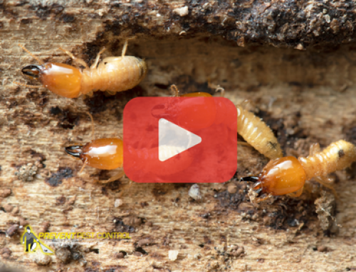Signs of Termite Damage Most Homeowners Miss