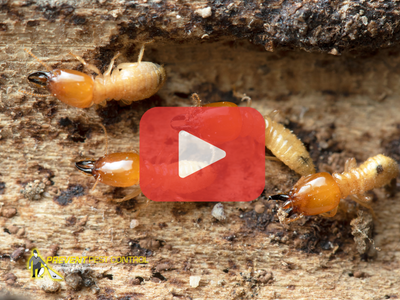 Close up of termites. Red play buttom overlay and PPC logo.