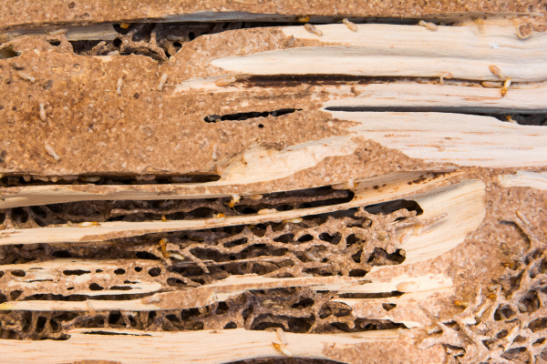 Wood destroyed by termites.