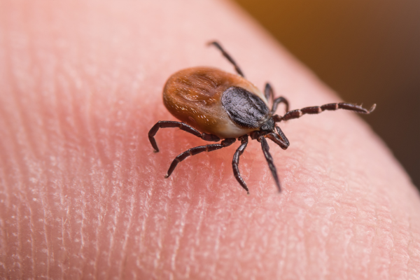 Tick on finger.
