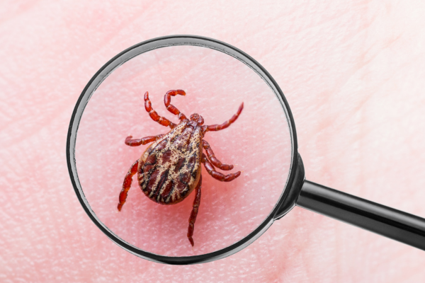 Tick under magnifying glass.