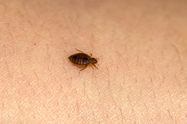 Close up of brown bed bug on skin.