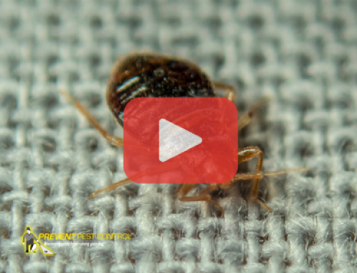 Why Bed Bugs Can Still Be a Problem in Ohio During the Fall