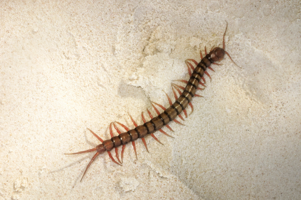 Centipede on floor.