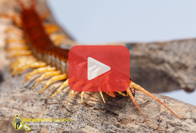 Centipede on wood. Red play buttom overlay and PPC logo.