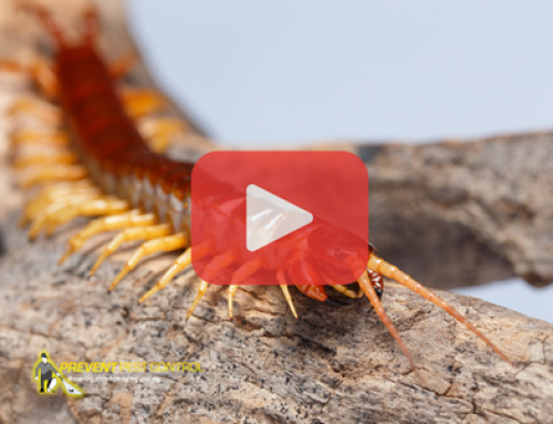 Centipedes vs. Silverfish: How to Identify the Pest