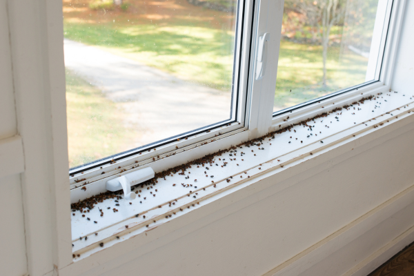 Dead flies on window frame.