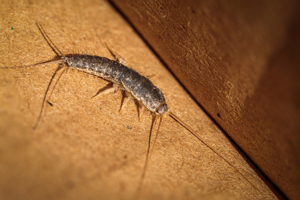 Close up of silverfish on floor.