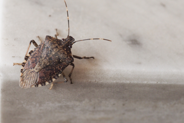 Stink bug.