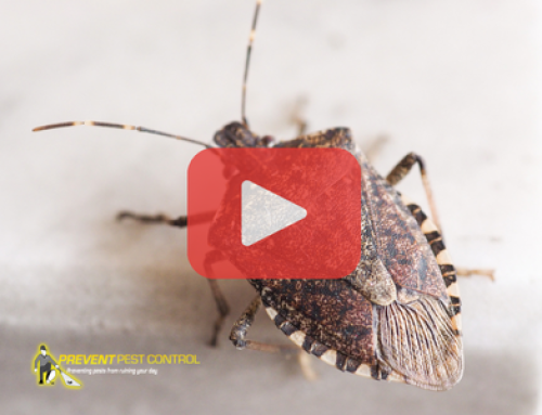Why Ohio Homeowners Find Bugs Around Their Windows in the Fall