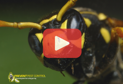 Close up of yellow jacket. Red play buttom overlay and PPC logo.