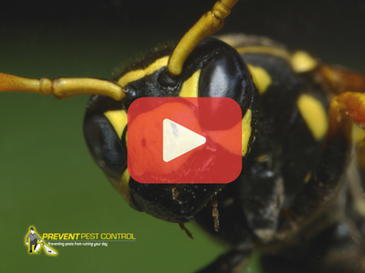 Close up of yellow jacket. Red play buttom overlay and PPC logo.