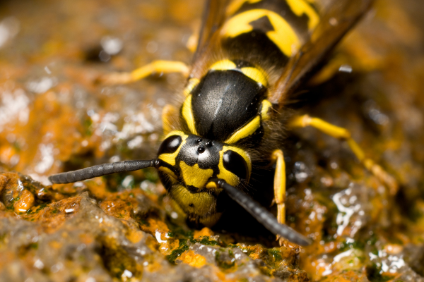 Yellow jacket wasp.