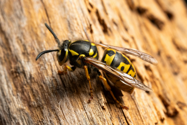 Yellow jacket on wood.